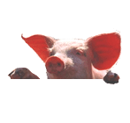 personalHeaderImage: 