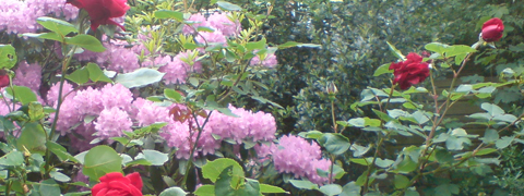 Garden: 