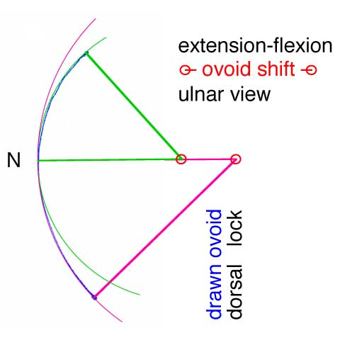 ovoidDiagram: 